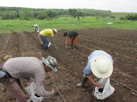 Aufbau einer modernen Landwirtschaft für die Exiltibeter in Indien