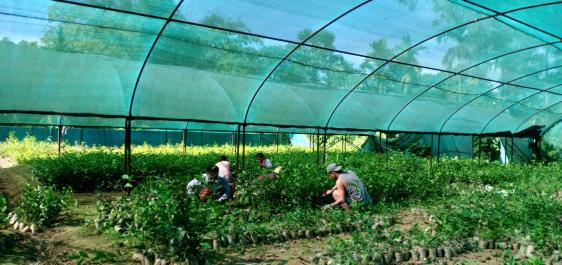 Unterstützung der nachhaltigen Landwirtschaft in den tibetischen Siedlungen in Indien 
