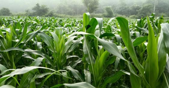 Unterstützung der nachhaltigen Landwirtschaft in den tibetischen Siedlungen in Indien 