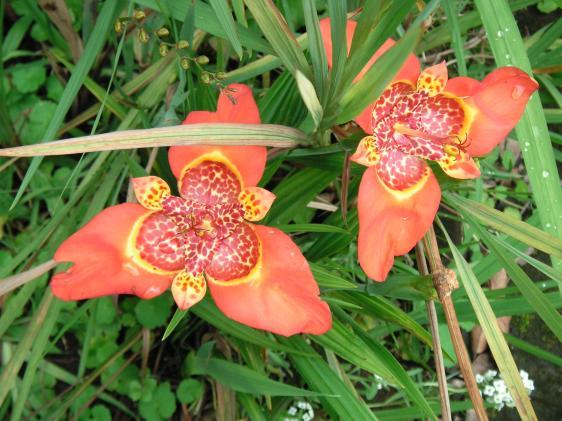 Druck einer Zeitschrift  mit dem Titel "Indigene Völker und Bildung"